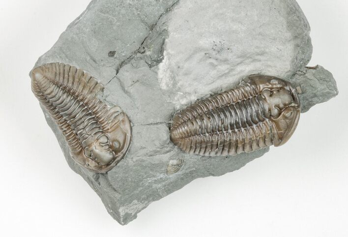 Two Flexicalymene Trilobite Fossils - Mt Orab, Ohio #199507